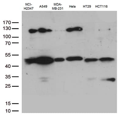 Monoclonal Mouse anti-Human PDCD2L Antibody (clone OTI4E3, Carrier-free, WB)