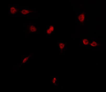 ZIF268 / EGR1 Antibody