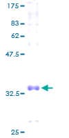 Human COX7A1 Protein (Recombinant GST)