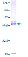 Human ELSPBP1 / HE12 Protein (Recombinant GST)