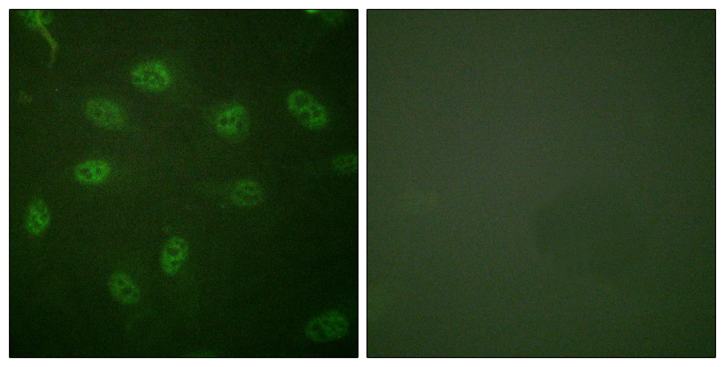 GATA4 Antibody (aa71-120)