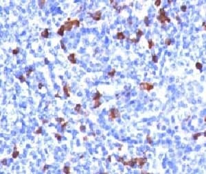 IGHG1 / IgG Antibody (clone GHC07-1, Ready-to-Use)