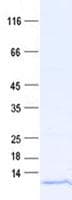 Human BPY2C Protein (Recombinant His, N-Terminal)