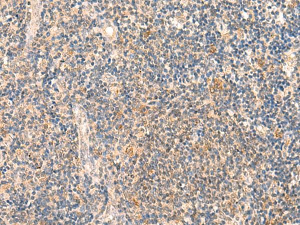 HSPA4L / APG-1 Antibody