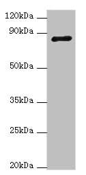 ADAM33 Antibody (aa140-420)