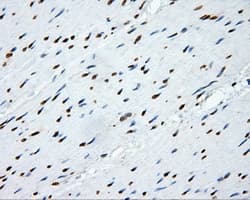 p66 / SHC Antibody (clone OTI3A1)