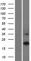C16orf90 Protein (Over-Expression Lysate Myc-DDK (Flag))