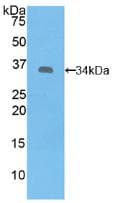 SYK Antibody (aa374-635)