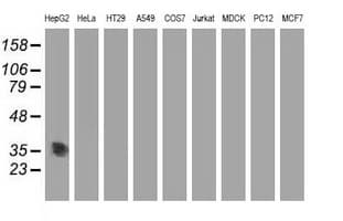 ACY3 Antibody (clone OTI2G2)