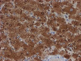 SAT2 Antibody (clone OTI1C9)