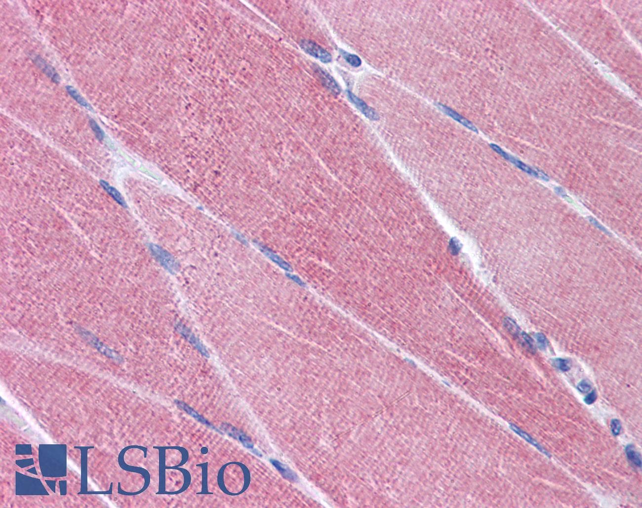 IHC-plus™ OASIS / CREB3L1 Antibody (aa497-509)