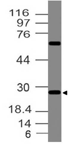 EPO / Erythropoietin Antibody