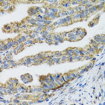TXN2 / Thioredoxin 2 Antibody