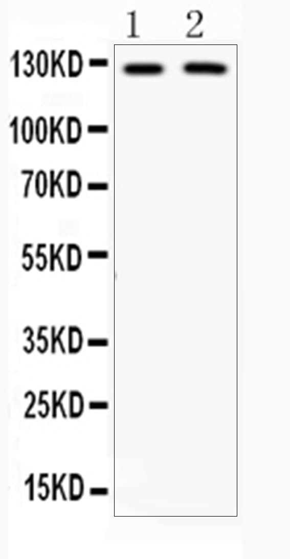 ITGAM / CD11b Antibody