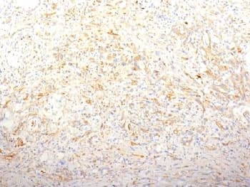 FN1 / Fibronectin Antibody (clone TV-1, Azide-free, BSA-free)