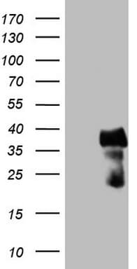 CITED1 Antibody (clone OTI3B1)