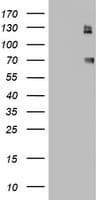 CD68 Antibody (aa22-319, clone OTI4G1)
