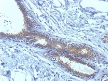 Monoclonal Mouse anti-Human BRAP2 Antibody (clone BRCA1/1398, IHC, IF)
