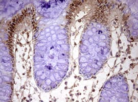FBXW7 / FBW7 Antibody (aa1-354, clone OTI2G7)