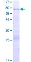 Human PRSS35 Protein (Recombinant GST)