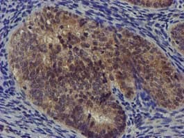DCLRE1B Antibody (aa1-280, clone OTI2B7)