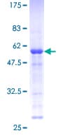 Human MEA1 Protein (Recombinant GST)