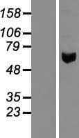 AMY2A / Pancreatic Amylase Protein (Over-Expression Lysate Myc-DDK (Flag))