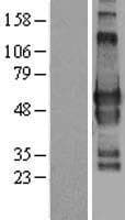 GPBP1L1 Protein (Over-Expression Lysate Myc-DDK (Flag))