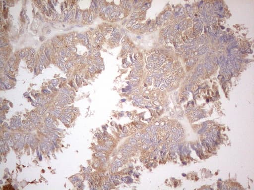 CD40 Antibody (aa21-166, clone OTI5C9)
