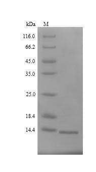 Paenibacillus macerans Cyclomaltodextrin glucanotransferase Protein (Recombinant 6His, N-terminus)