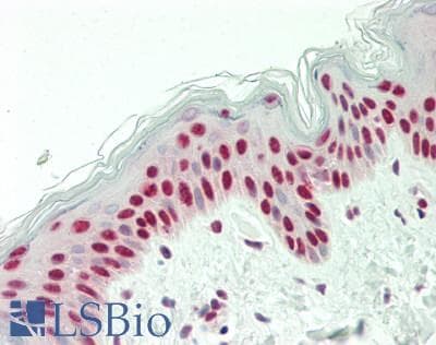 IHC-plus™ NONO / P54NRB Antibody (aa350-400)