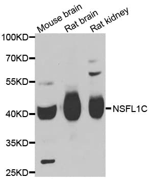 NSFL1C Antibody