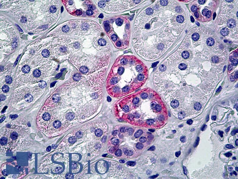 IHC-plus™ Heparan Sulfate Proteoglycan Antibody