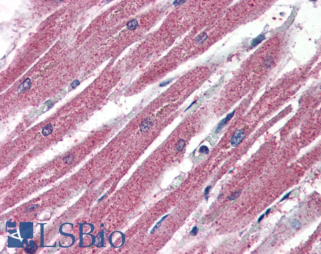 IHC-plus™ Polyclonal Goat anti-Human AMID / AIFM2 Antibody (aa2-13, IHC)