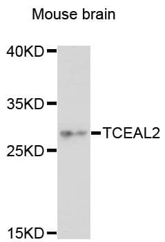 TCEAL2 Antibody