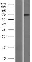 Human SCNN1D Protein (Over-Expression Lysate Myc-DDK (Flag))