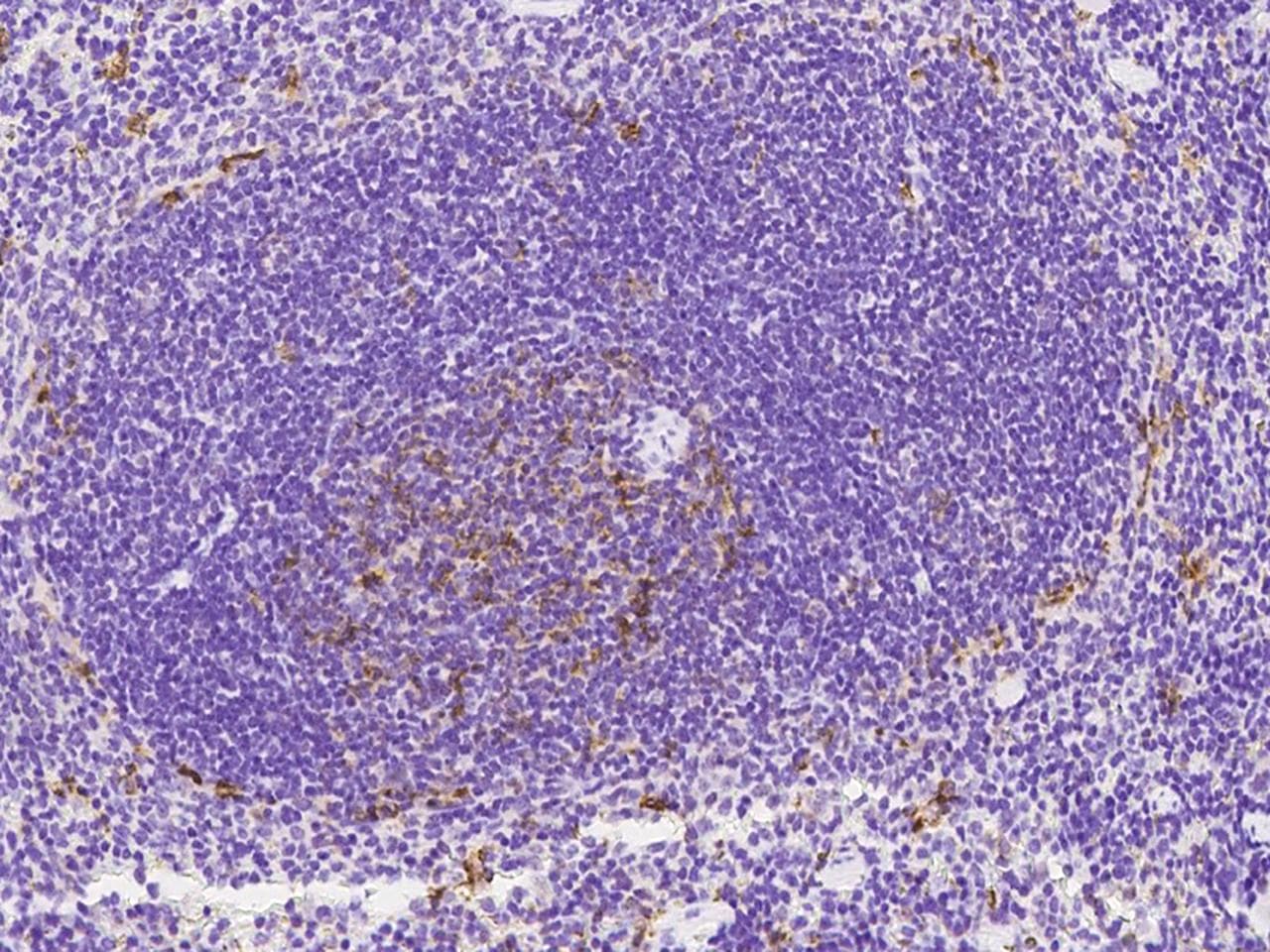 CD8A / CD8 Alpha Antibody (Preservative Free)