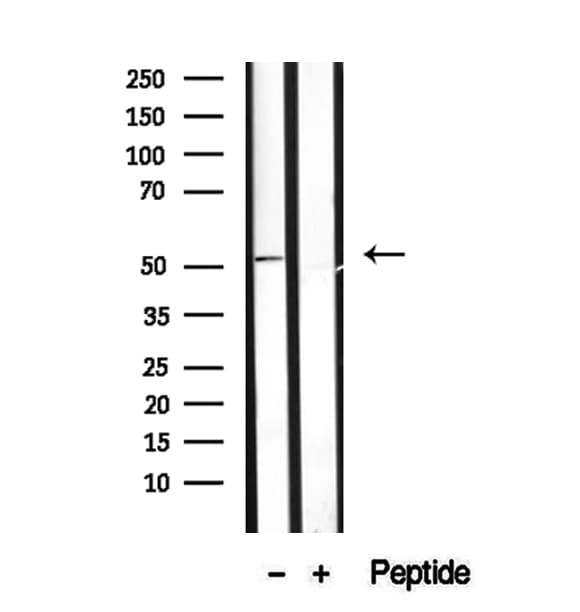 SCG3 / Secretogranin 3 Antibody