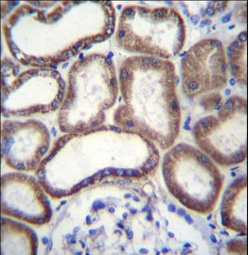 COXG / COX6B1 Antibody (aa59-86)