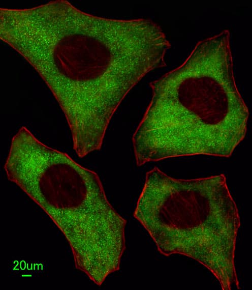 PACSIN2 Antibody (aa342-371)