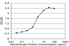 VRK1 Antibody (clone 4F9)