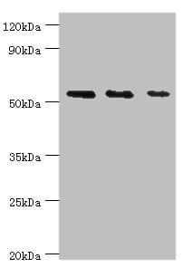 TAB1 Antibody (aa205-504)