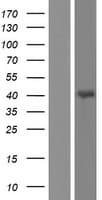 GLRA4 Protein (Over-Expression Lysate Myc-DDK (Flag))
