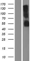 RHBG Protein (Over-Expression Lysate Myc-DDK (Flag))