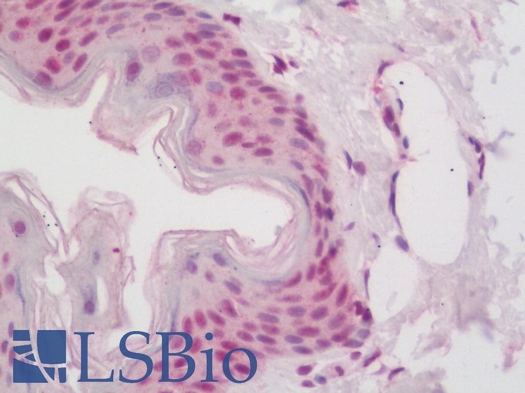 IHC-plus™ NRF1 / NRF-1 Antibody