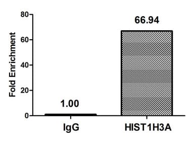 Polyclonal Rabbit anti-Human HIST1H3A Antibody (IHC, IF, WB)