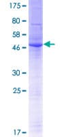 Human TMEM134 Protein (Recombinant GST)