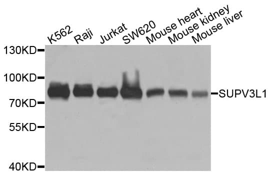 SUPV3L1 Antibody