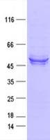 Human MINPP1 Protein (Recombinant DDK,C-terminus)