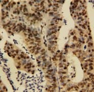 TNFAIP1 Antibody (N-Terminus)